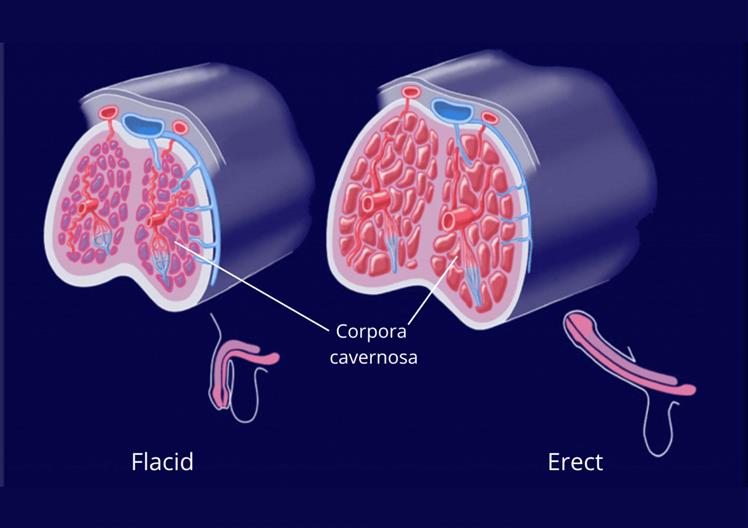 best impotence specialist in Mumbai