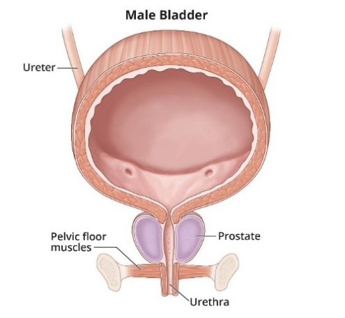 Best bladder specialist in mumBai